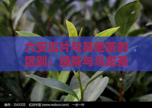 六安瓜片与其他茶的区别：绿茶与乌龙茶的异同解析