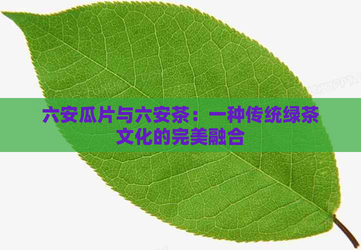 六安瓜片与六安茶：一种传统绿茶文化的完美融合