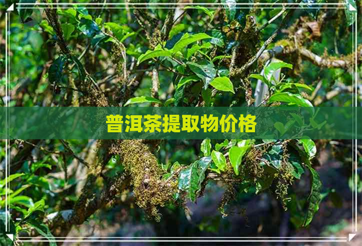 普洱茶提取物价格