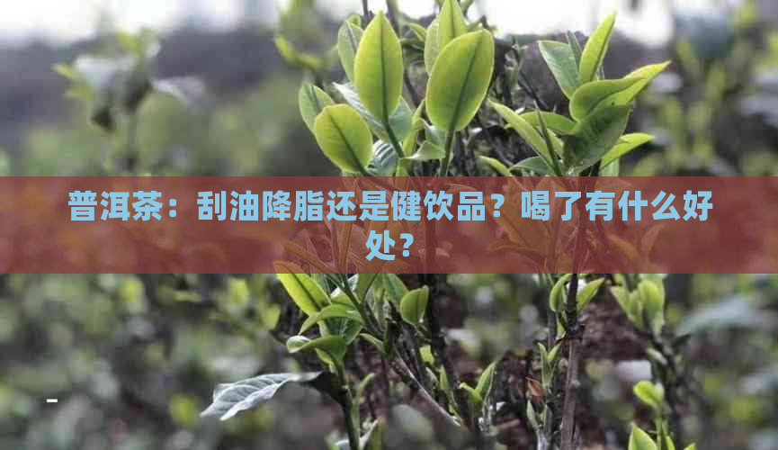 普洱茶：刮油降脂还是健饮品？喝了有什么好处？