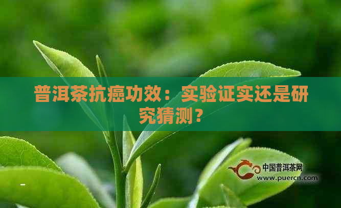 普洱茶抗癌功效：实验证实还是研究猜测？