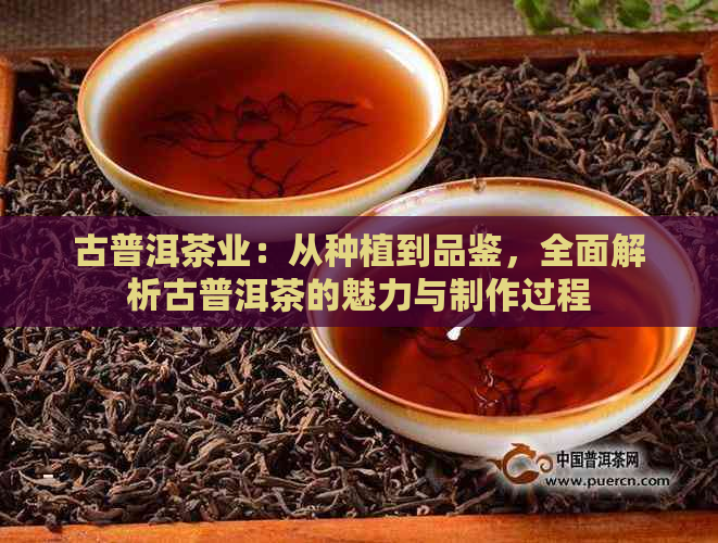 古普洱茶业：从种植到品鉴，全面解析古普洱茶的魅力与制作过程