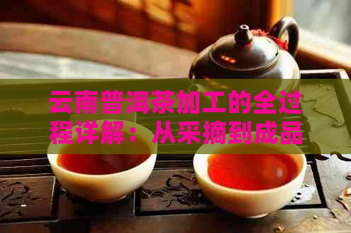 云南普洱茶加工的全过程详解：从采摘到成品，让你全面了解普洱茶的制作工艺