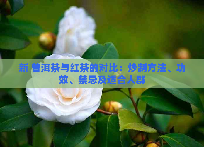 新 普洱茶与红茶的对比：炒制方法、功效、禁忌及适合人群