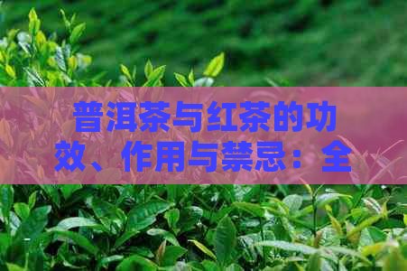 普洱茶与红茶的功效、作用与禁忌：全面解析茶叶的营养价值及潜在风险