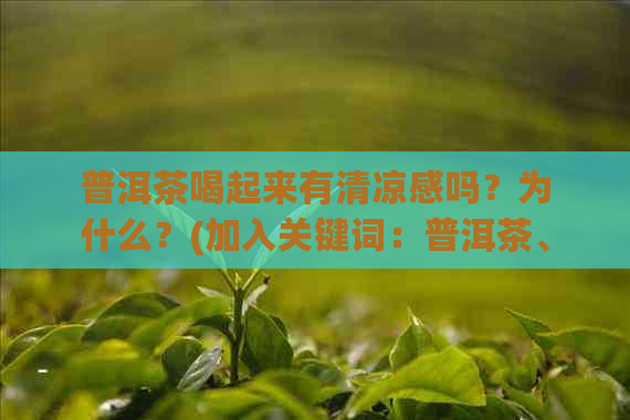 普洱茶喝起来有清凉感吗？为什么？(加入关键词：普洱茶、清凉感)