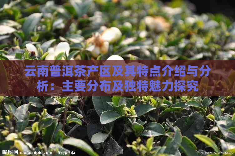 云南普洱茶产区及其特点介绍与分析：主要分布及独特魅力探究