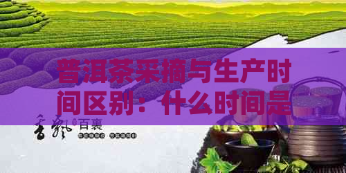 普洱茶采摘与生产时间区别：什么时间是采摘期？