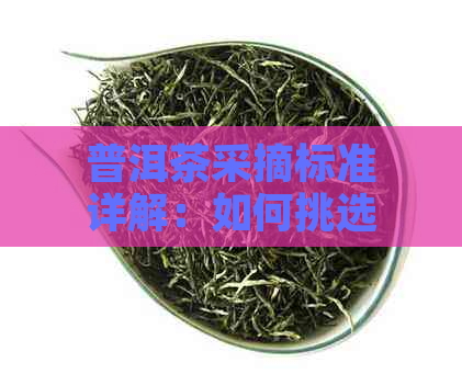 普洱茶采摘标准详解：如何挑选优质茶叶？