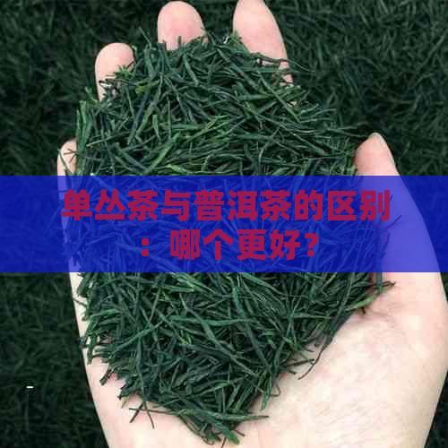 单丛茶与普洱茶的区别：哪个更好？