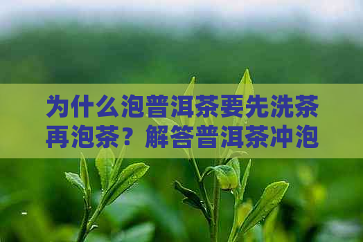 为什么泡普洱茶要先洗茶再泡茶？解答普洱茶冲泡的疑问