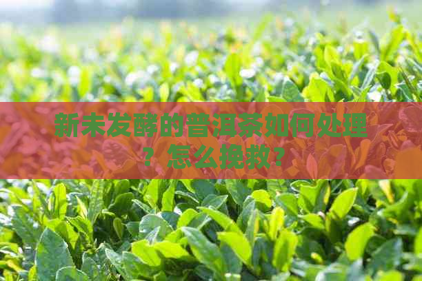 新未发酵的普洱茶如何处理？怎么挽救？