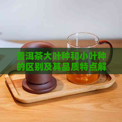 普洱茶大叶种和小叶种的区别及其品质特点解析