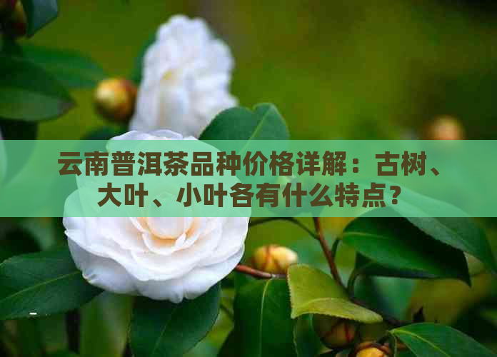 云南普洱茶品种价格详解：古树、大叶、小叶各有什么特点？