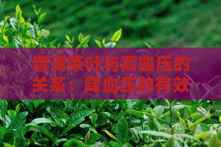 普洱茶叶与高血压的关系：降血压的有效与否？