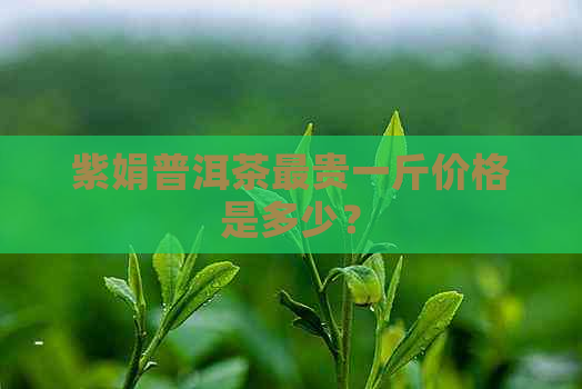 紫娟普洱茶最贵一斤价格是多少？