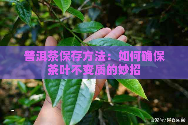 普洱茶保存方法：如何确保茶叶不变质的妙招