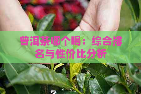 普洱茶哪个喝：综合排名与性价比分析