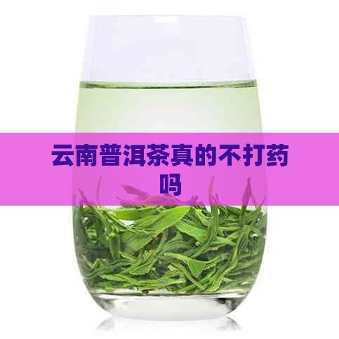 云南普洱茶真的不打药吗