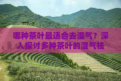 哪种茶叶最适合去湿气？深入探讨多种茶叶的湿气祛除效果与适用场景