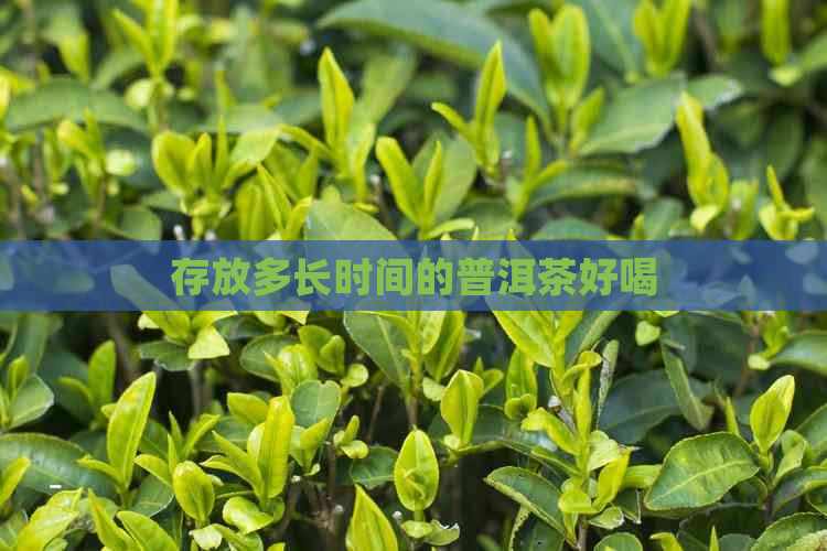 存放多长时间的普洱茶好喝