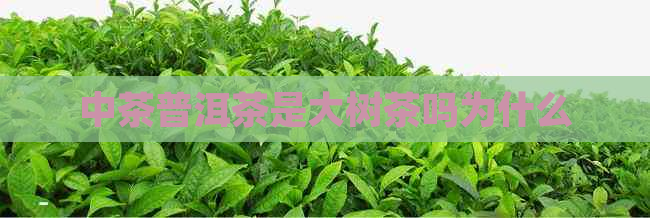 中茶普洱茶是大树茶吗为什么