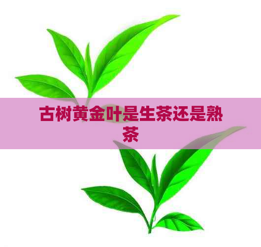 古树黄金叶是生茶还是熟茶