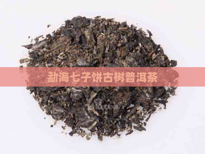 勐海七子饼古树普洱茶