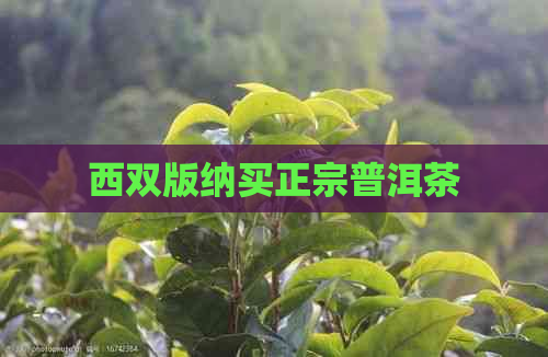 西双版纳买正宗普洱茶