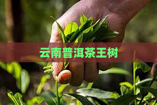 云南普洱茶王树