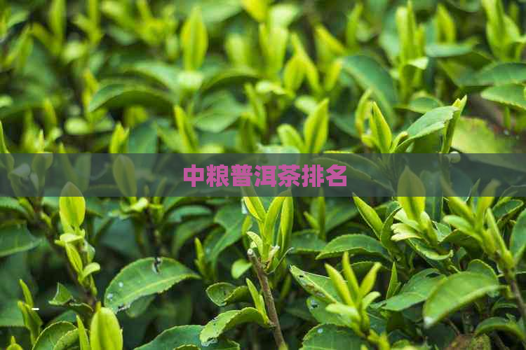 中粮普洱茶排名