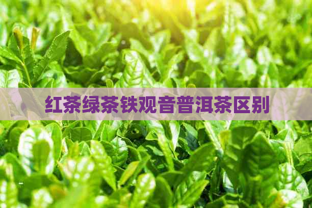 红茶绿茶铁观音普洱茶区别