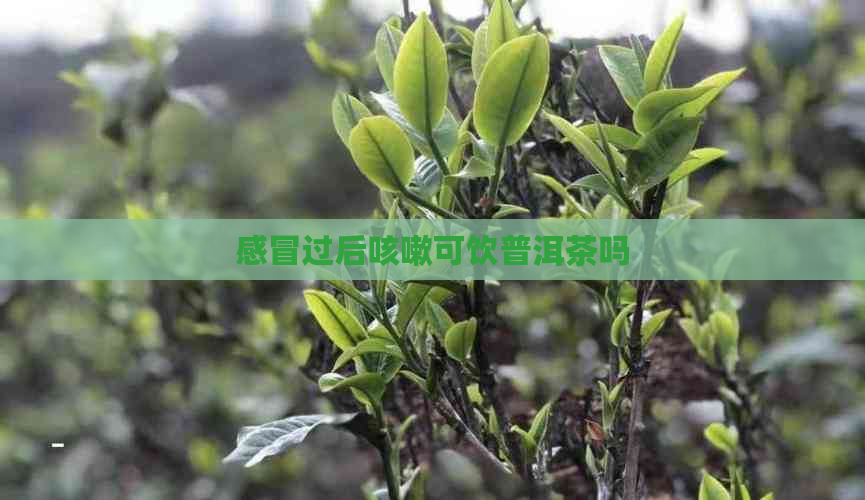 感冒过后咳嗽可饮普洱茶吗