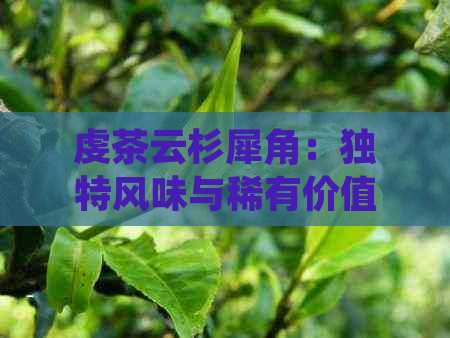 虔茶云杉犀角：独特风味与稀有价值分析