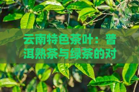 云南特色茶叶：普洱熟茶与绿茶的对比品鉴