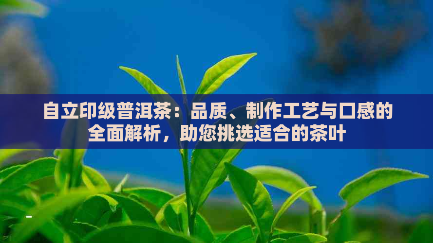 自立印级普洱茶：品质、制作工艺与口感的全面解析，助您挑选适合的茶叶