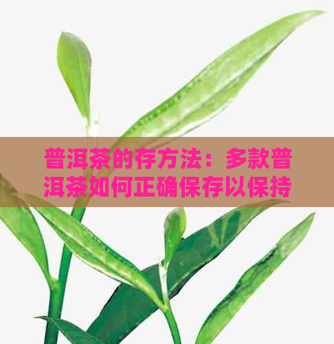 普洱茶的存方法：多款普洱茶如何正确保存以保持品质？