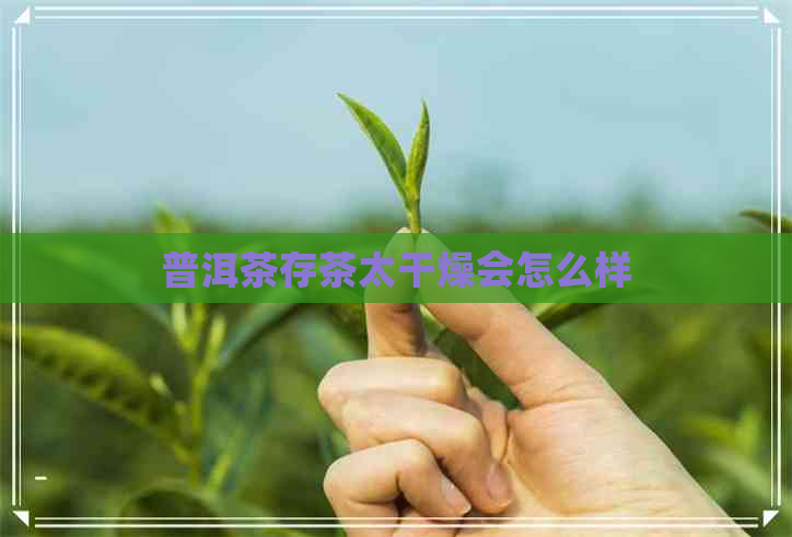 普洱茶存茶太干燥会怎么样