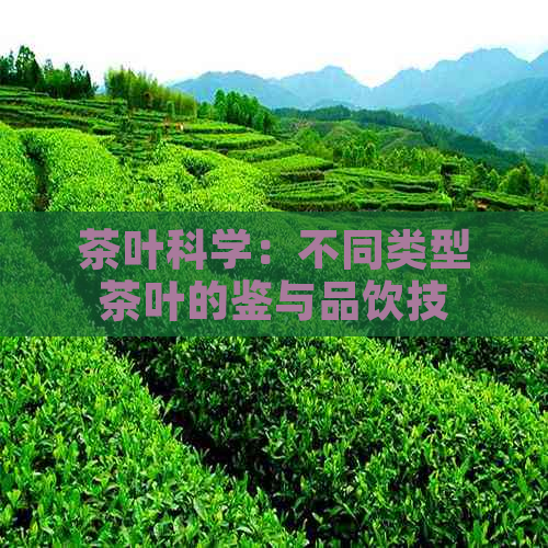 茶叶科学：不同类型茶叶的鉴与品饮技巧