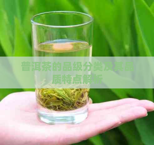 普洱茶的品级分类及其品质特点解析