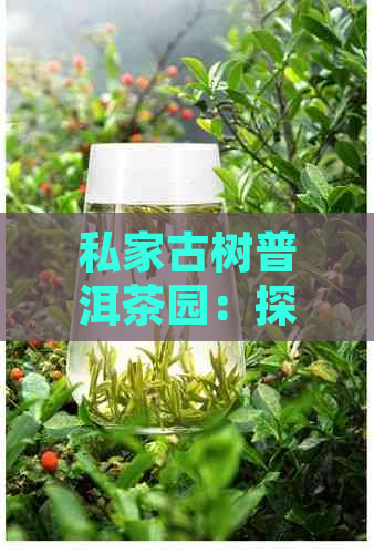 私家古树普洱茶园：探寻云南茶文化的独特魅力