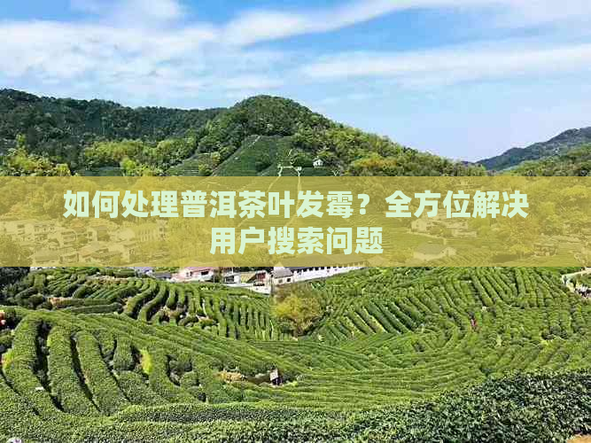 如何处理普洱茶叶发霉？全方位解决用户搜索问题