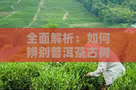 全面解析：如何辨别普洱茶古树茶网购的真伪与品质？