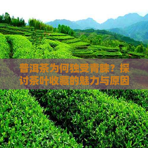 普洱茶为何独受青睐？探讨茶叶收藏的魅力与原因