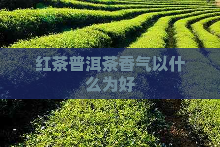 红茶普洱茶香气以什么为好