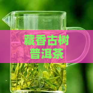 藏香古树普洱茶