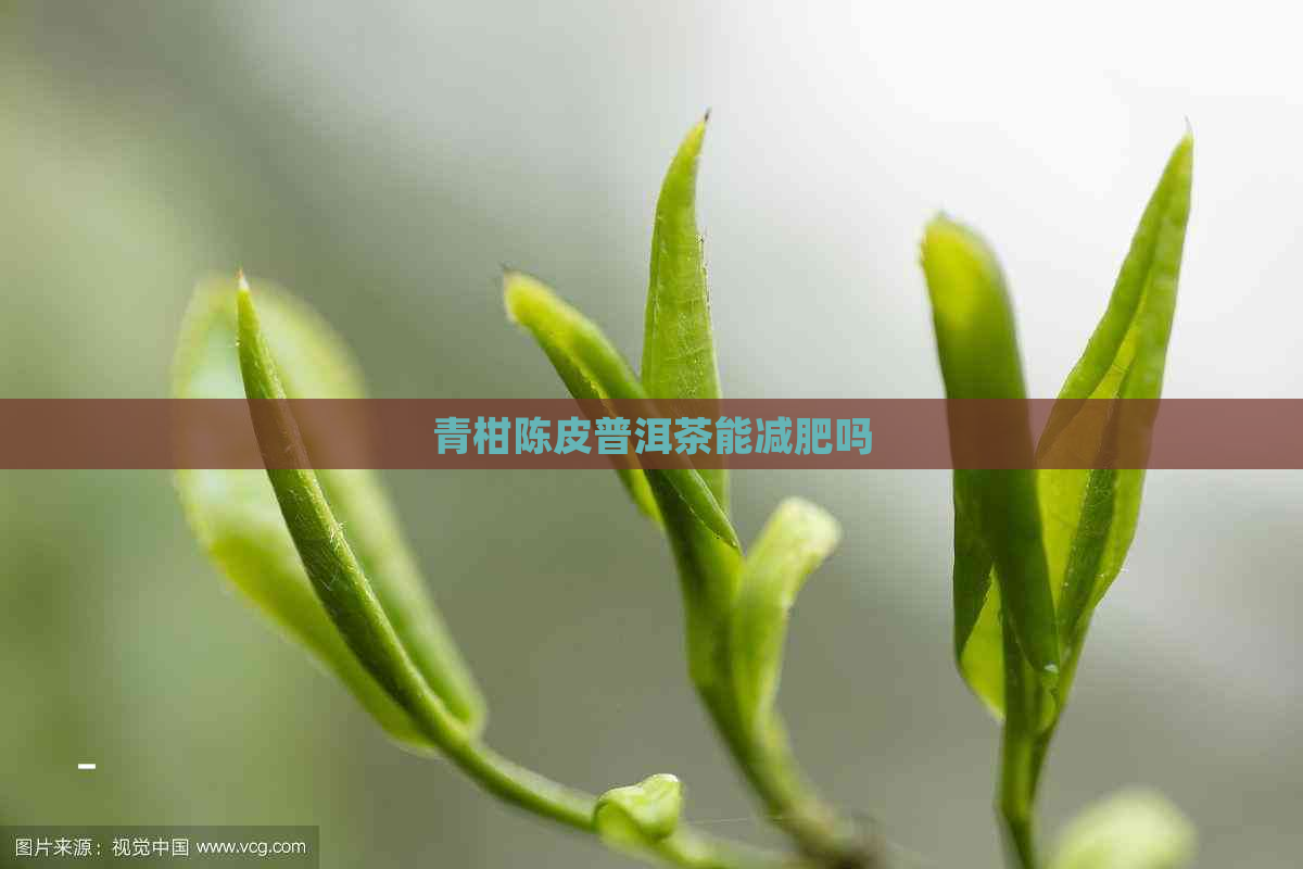 青柑陈皮普洱茶能减肥吗