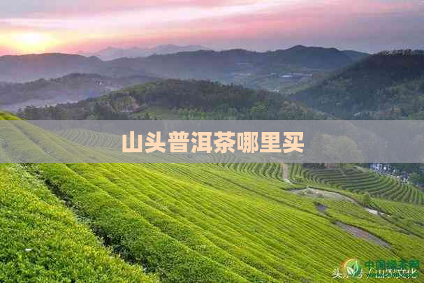 山头普洱茶哪里买