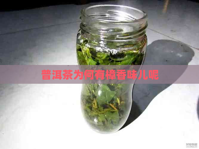 普洱茶为何有樟香味儿呢