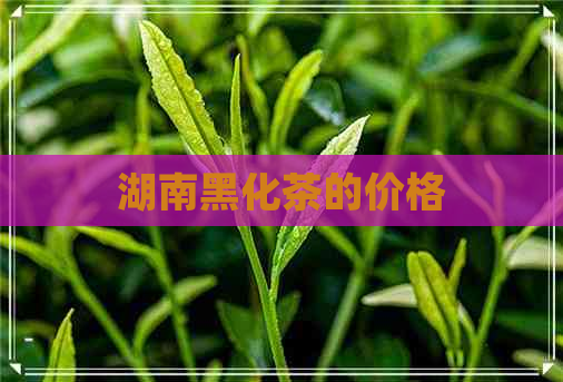 湖南黑化茶的价格